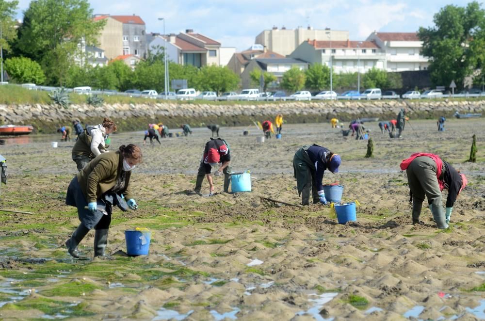 El marisqueo recupera el pulso