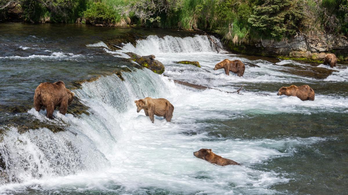 Sorpréndete viendo osos pardos pescando en Alaska