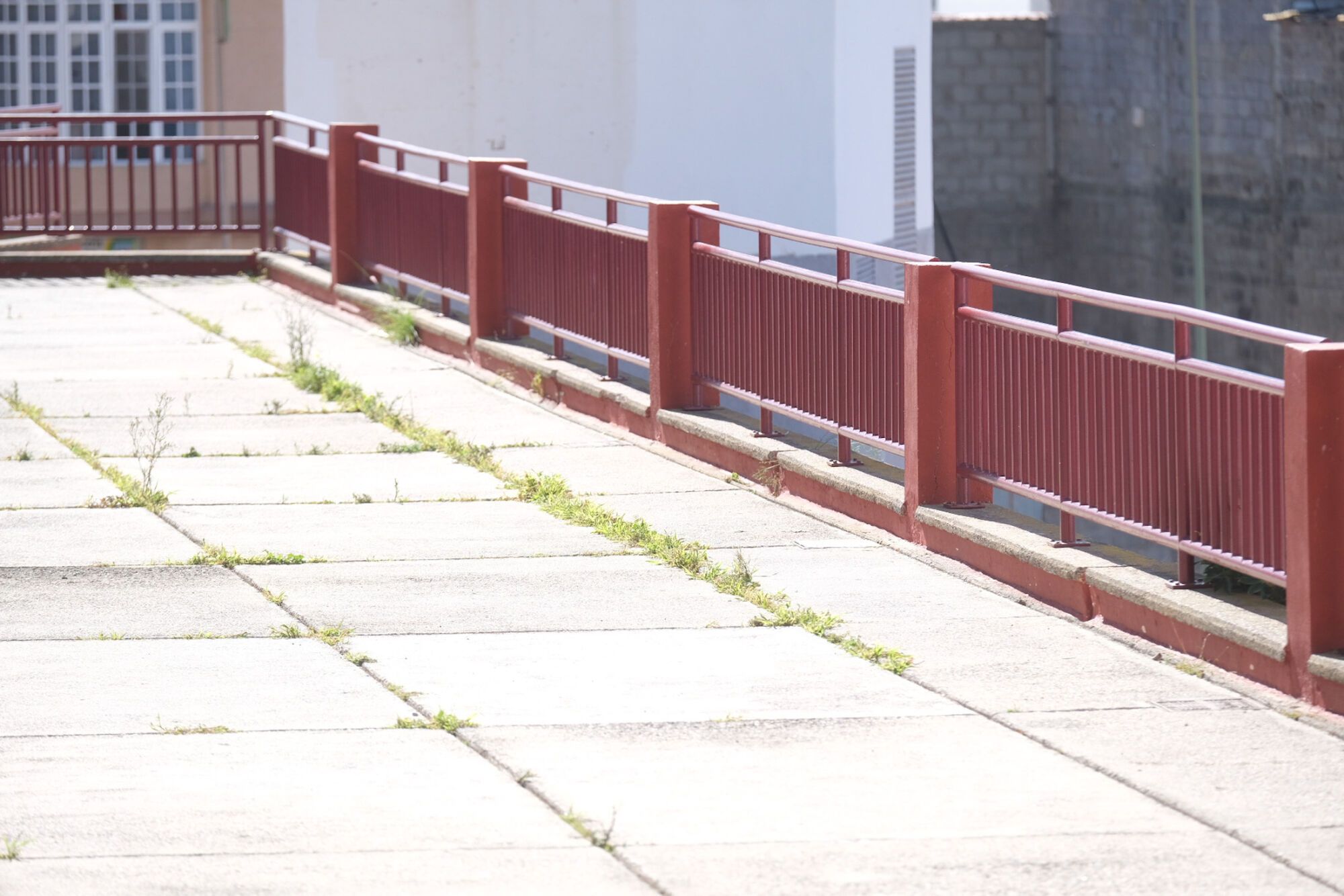 Rabo de gato en el barrio de Los Giles, en Las Palmas de Gran Canaria