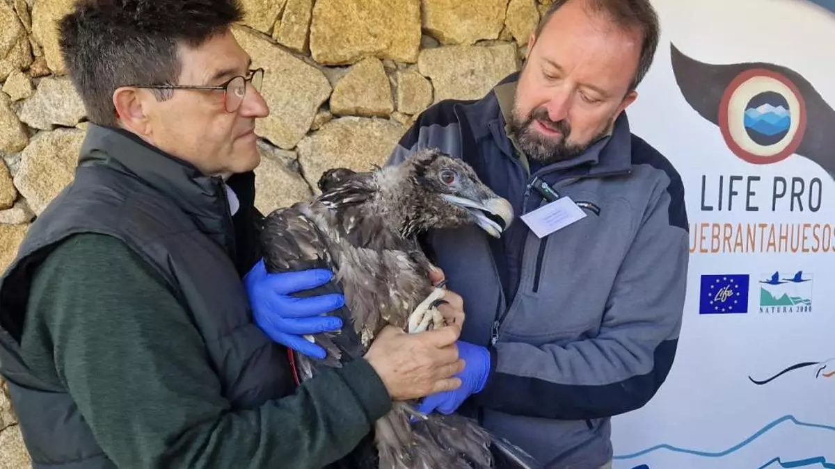 El Gobierno de Aragón cede dos ejemplares de quebrantahuesos a la Sierra de Gredos (Ávila)