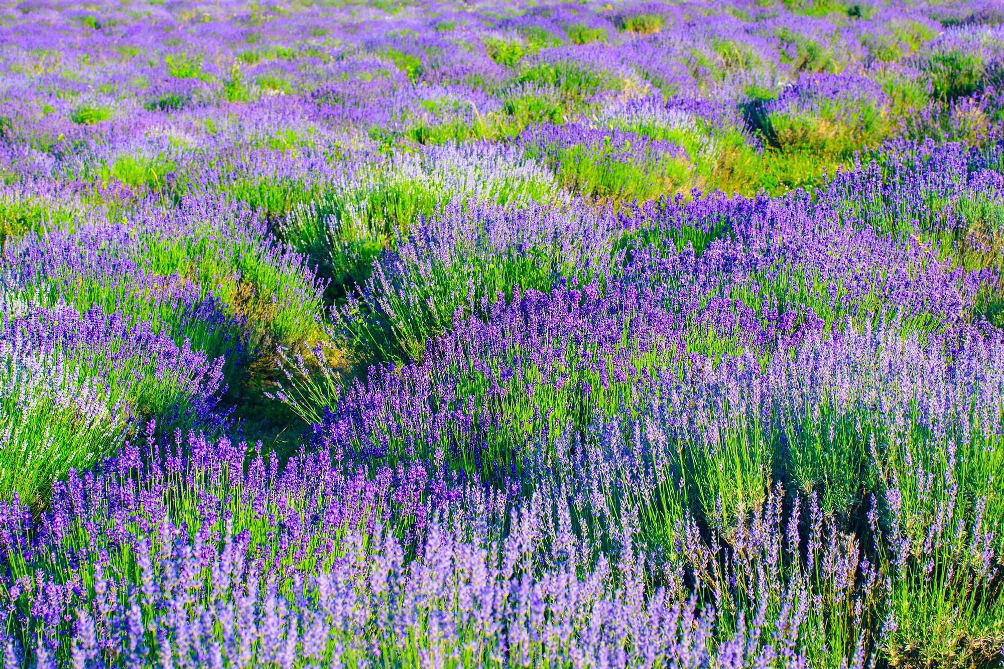 Los campos de lavanda toman el protagonismo en los alrededores del mar de Hungría