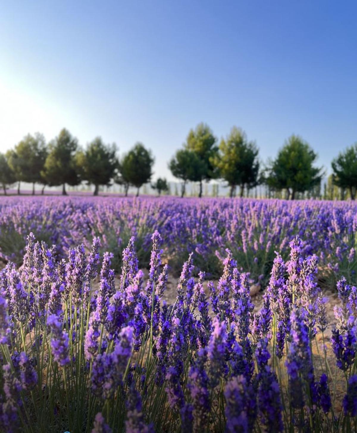 Floración en el Campo de San Juan, en Moratalla