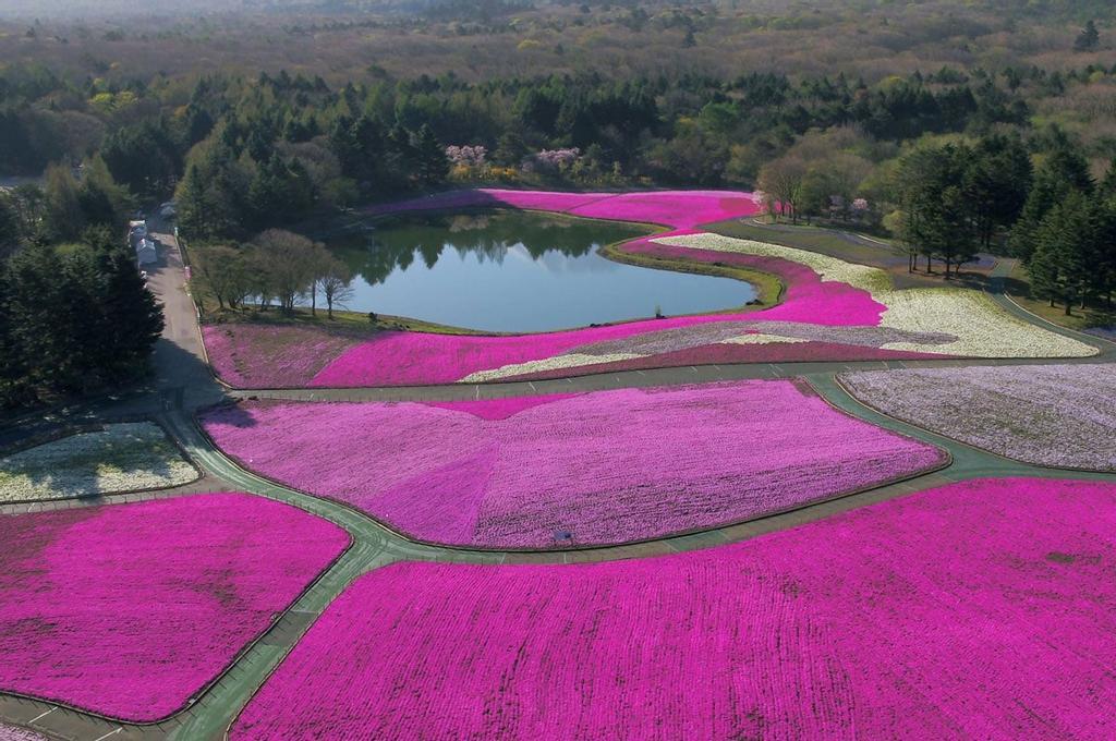 Festival flores Japón