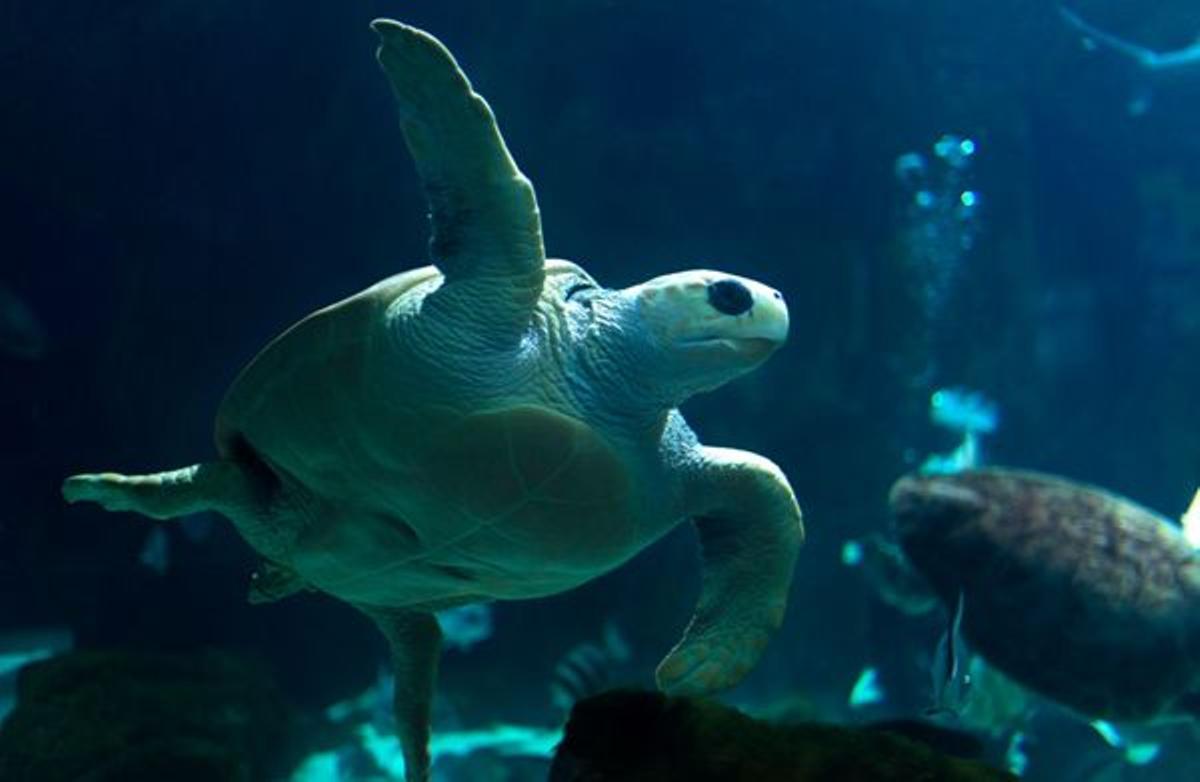 Un ejemplar de tortuga boba en Bioparc Acuario de Gijón.