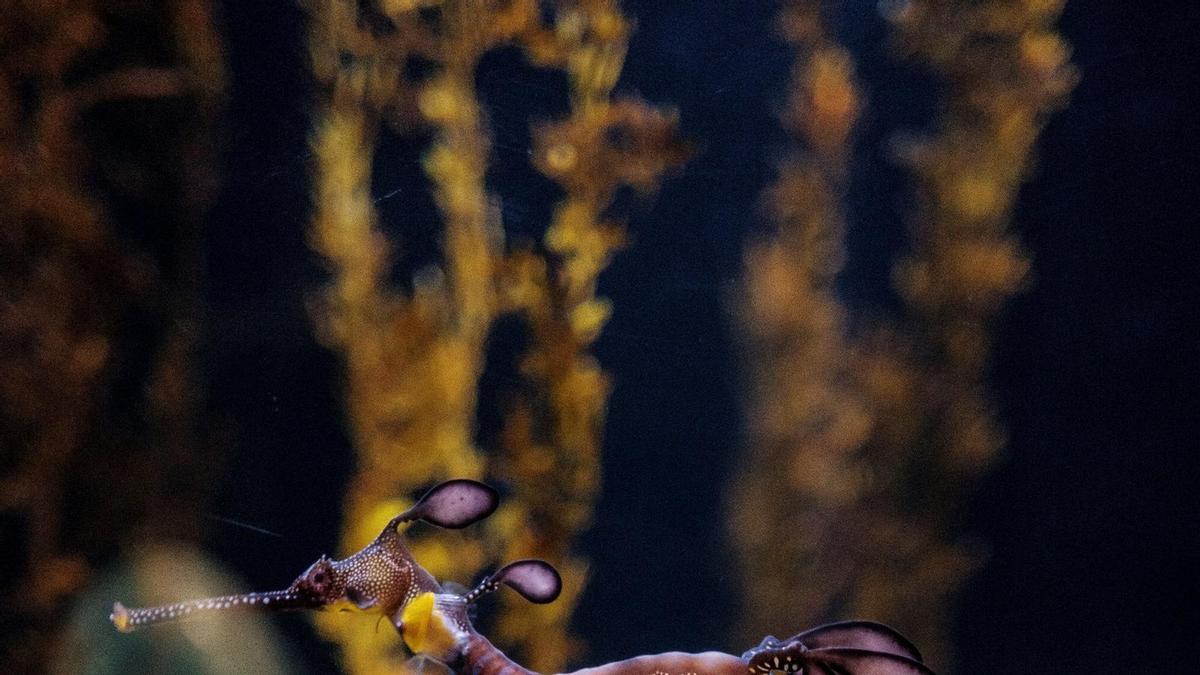 Nacen 24 dragones de mar en el acuario de Las Palmas de Gran Canaria