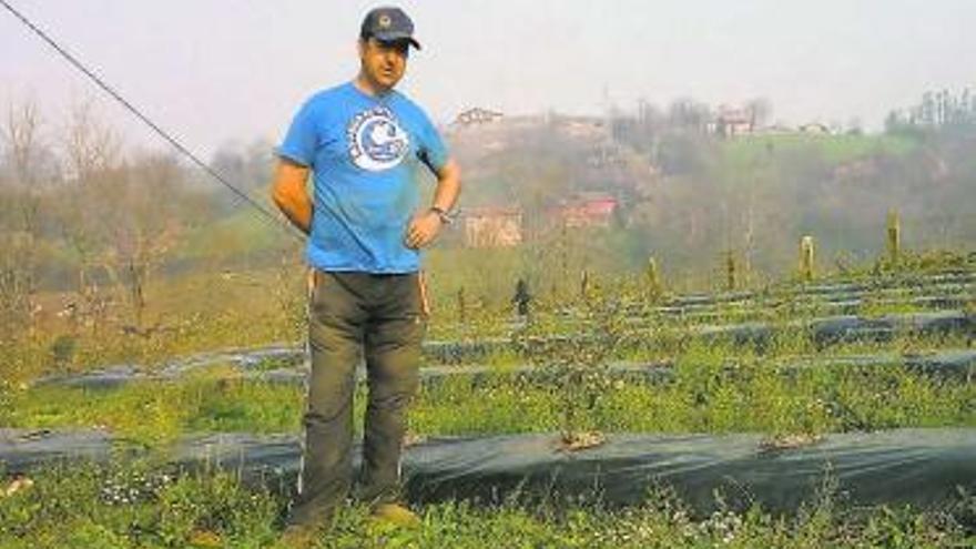 Pablo Pérez, en su finca plantada de arándanos.