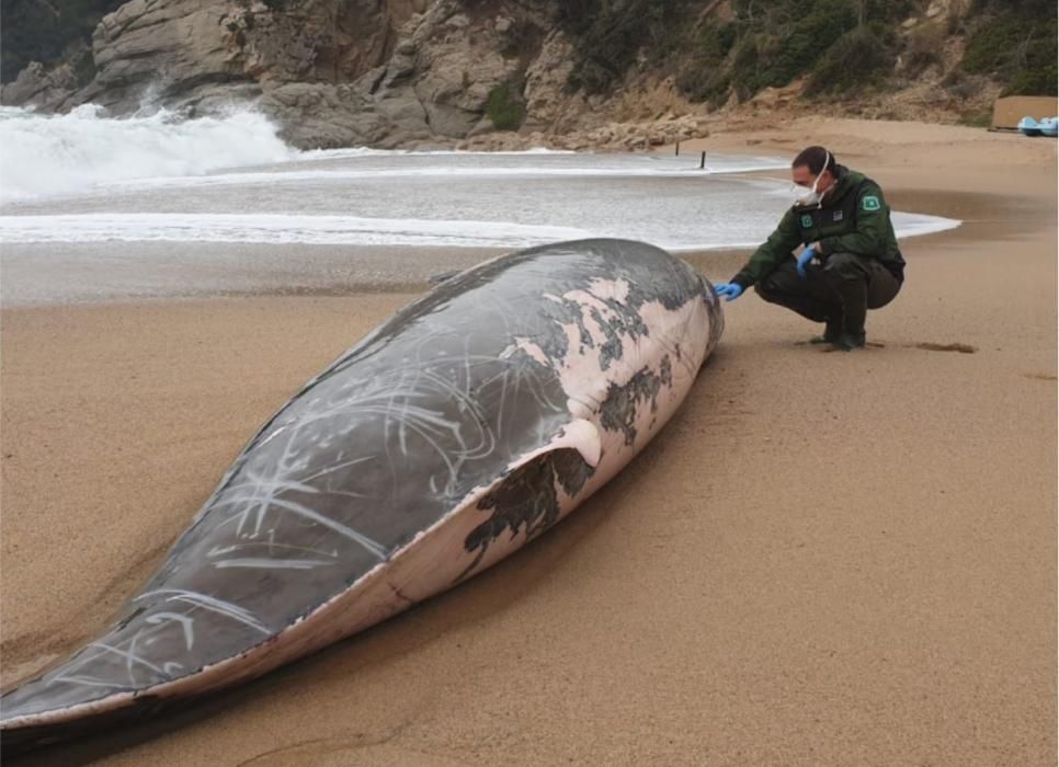 Troben una balena morta en una platja de Tossa