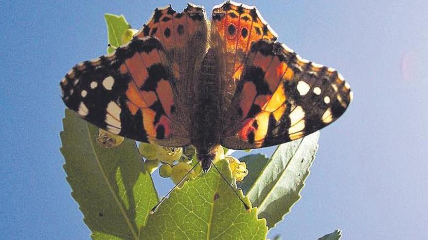 Mariposa libando en la flor del madroño, uno de los grupos más afectados.