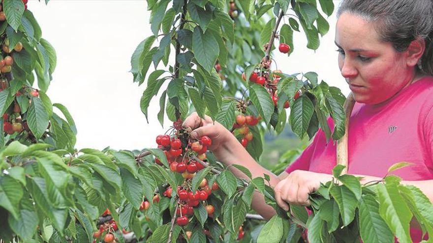 Una cereza tardía y con más competencia