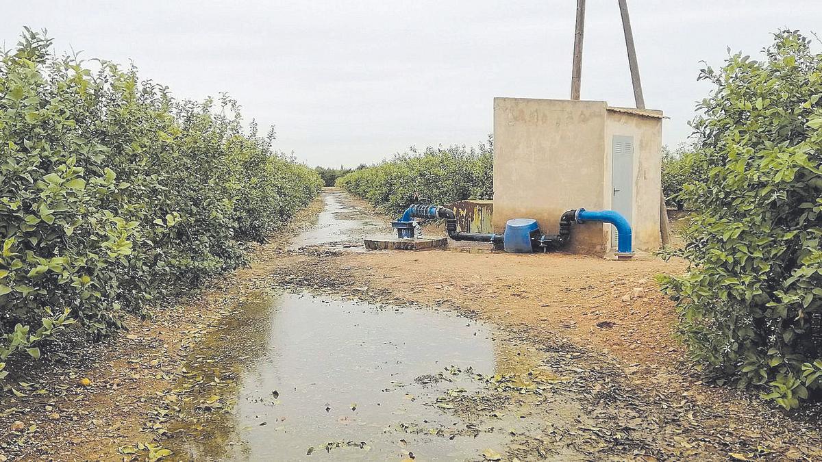 Estado de la finca de limones en La Palma hace escasos días.