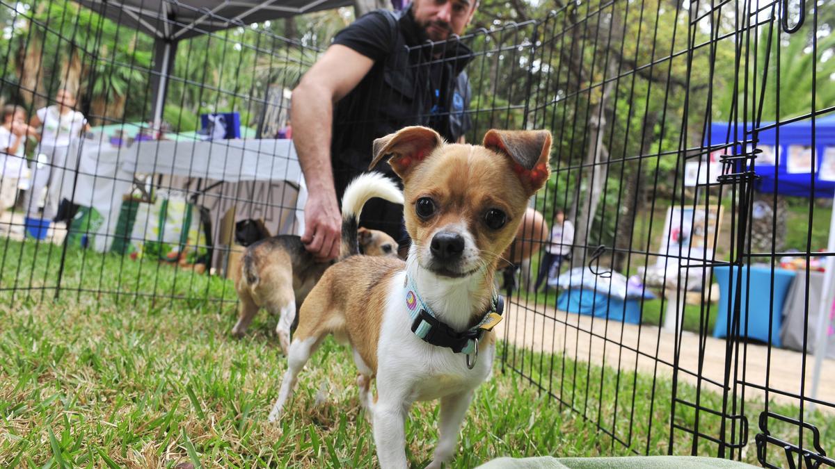 Uno de los perros en proceso de adopción en la Feria Provincial de la Adopción Animal que se celebró recientemente en Elche