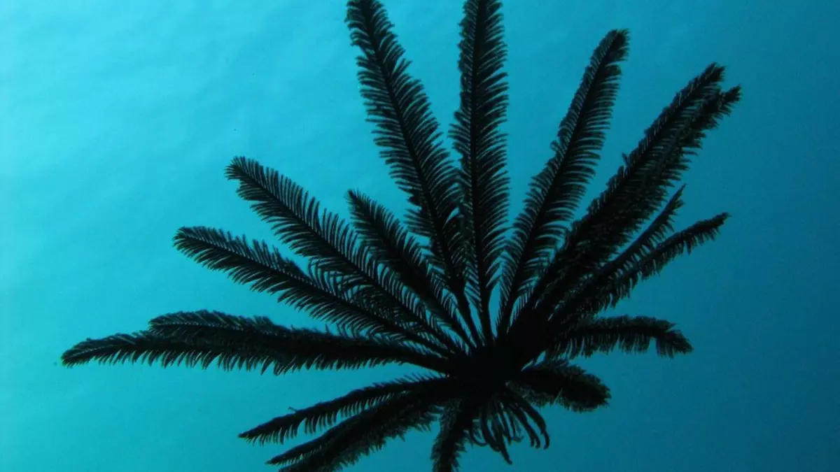 Crinoidea, el lirio de mar que te dejará atónito: ¿Son las criaturas más extrañas del océano?