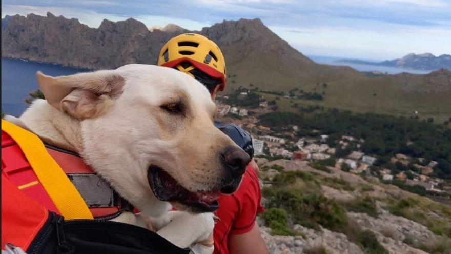 Ungewöhnlicher Rettungseinsatz: Feuerwehr auf Mallorca birgt auf Wanderung verletzten Labrador