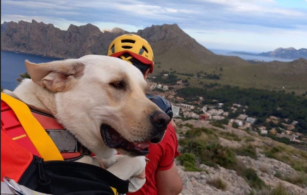 Feuerwehr auf Mallorca rettet auf einer Wanderung verletzten Labrador