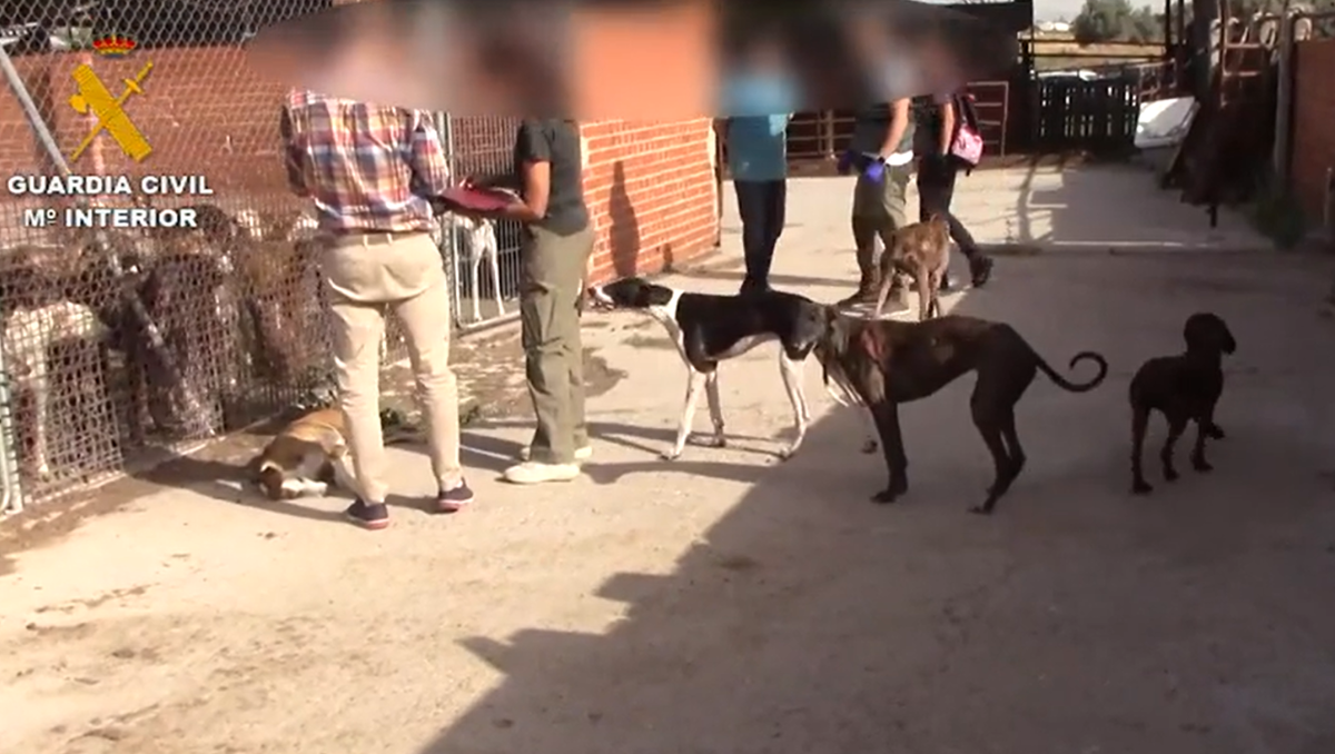 Imágenes de la Operación Elton en la que la Guardia Civil ha liberado a 266 animales.