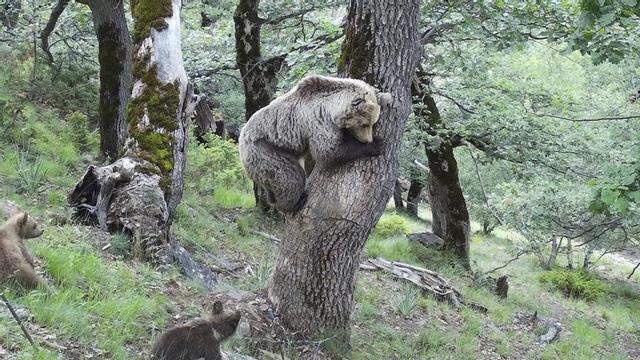 Exemplars d’os bru, al Pirineu catalans. | DEPARTAMENT D’ACCIÓ CLIMÀTICA