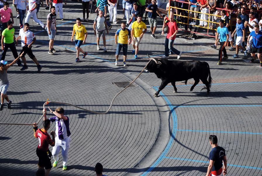 Toro Enmaromado Benavente: "Tapador" se rinde al c