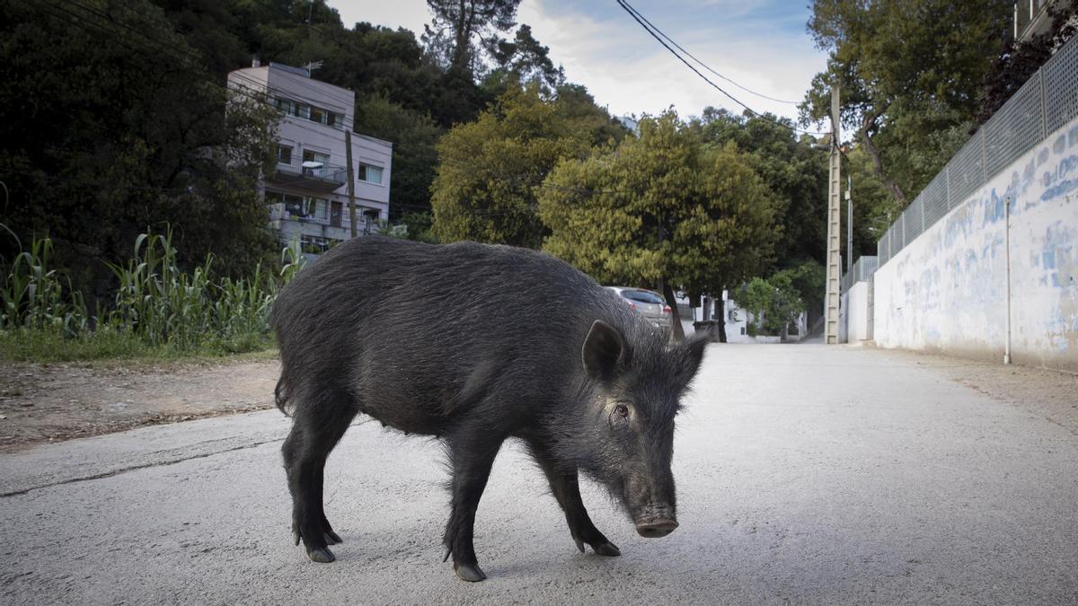 Un jabalí cruza una carretera, en Collserola