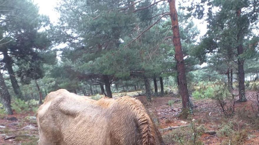 Los ganaderos de Sanabria, “atosigados” por el lobo en un otoño lleno de ataques