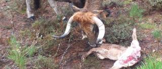 Los ganaderos de Sanabria, “atosigados” por el lobo en un otoño lleno de ataques