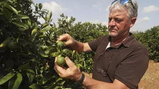 El pedrisco destroza 8.000 hectáreas de cultivos y la producción citrícola de clemenules