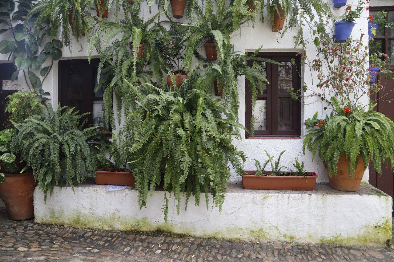 Los Patios de Córdoba resisten a la lluvia