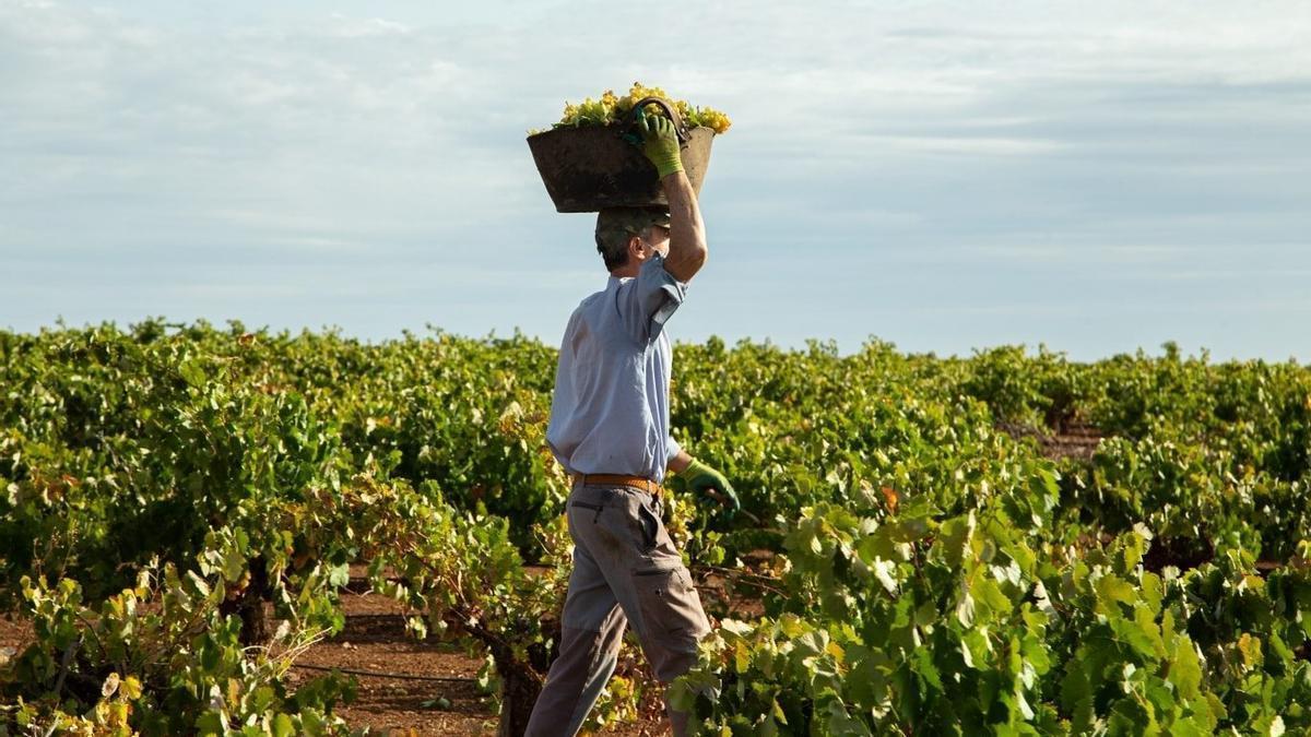Un agricultor en la campaña de la vendimia en Tierra de Barros.