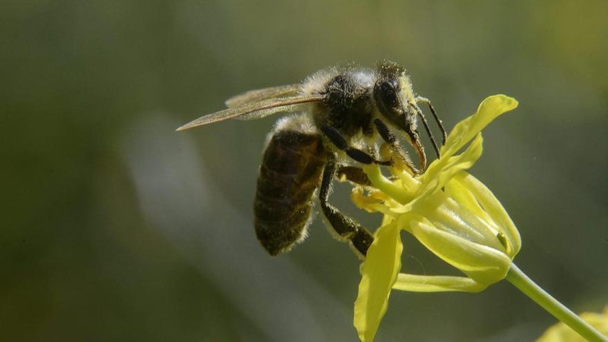 La muerte de las abejas