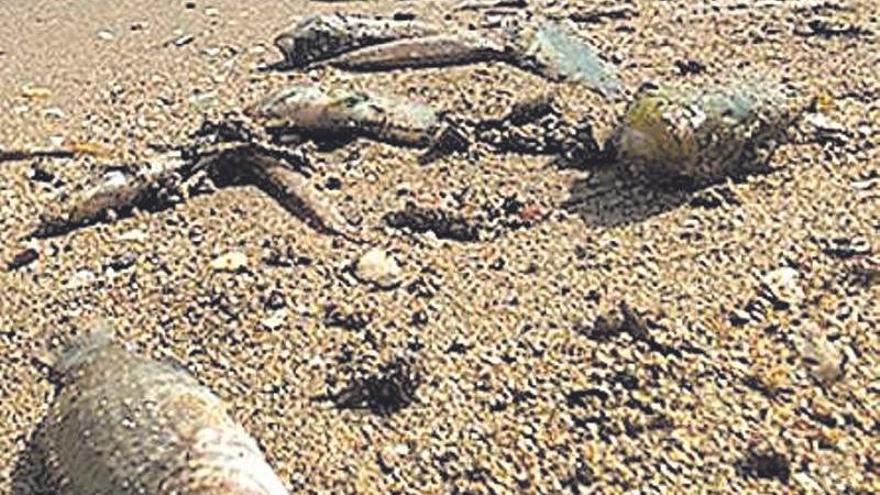 Peces muertos en el Mar Menor.