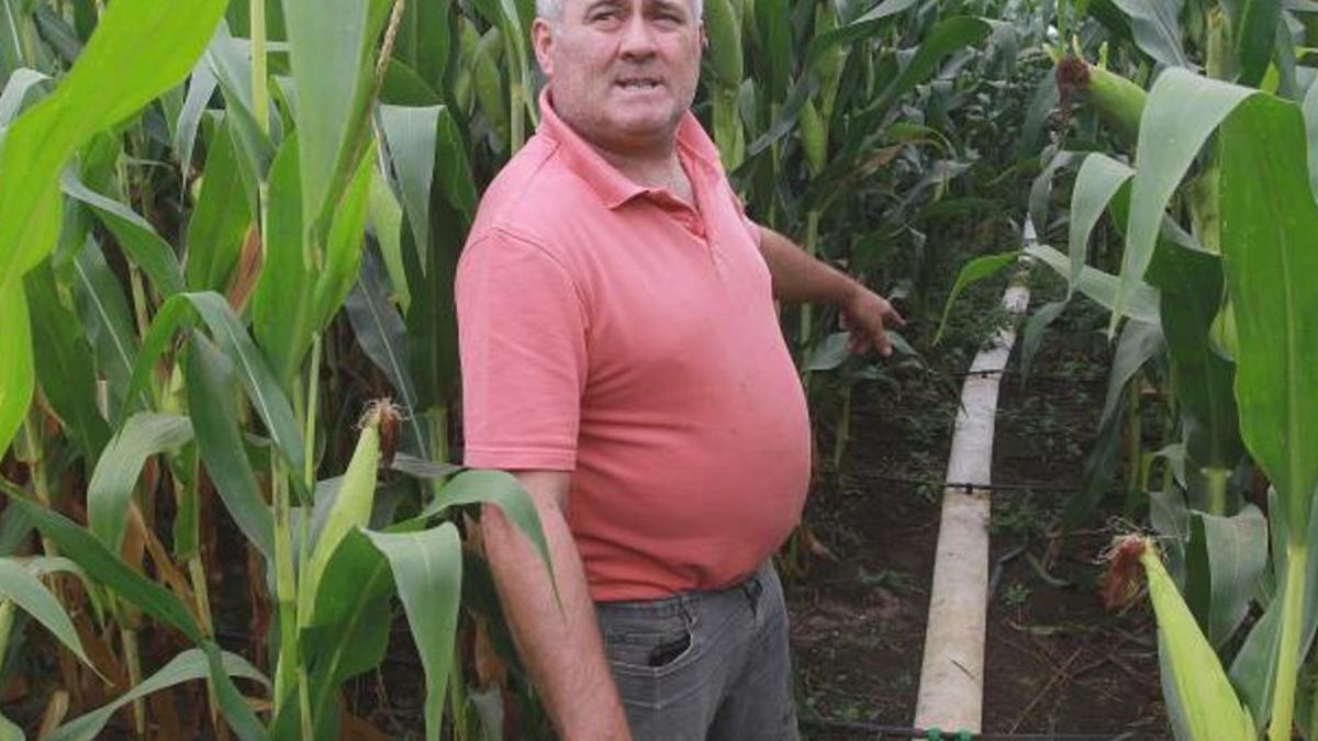 Carlos Rivas, en una de sus explotaciones de millo, señalando al regadío que tiene para suministrar agua a su cosecha.