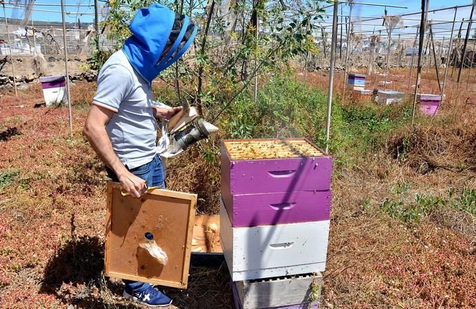 07/06/2018 EL CARACOL, TELDE. Colmenas de abejas ...