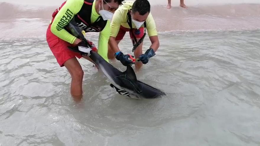 Rettungsschwimmer auf Mallorca retten jungen Delfin aus Fischernetz