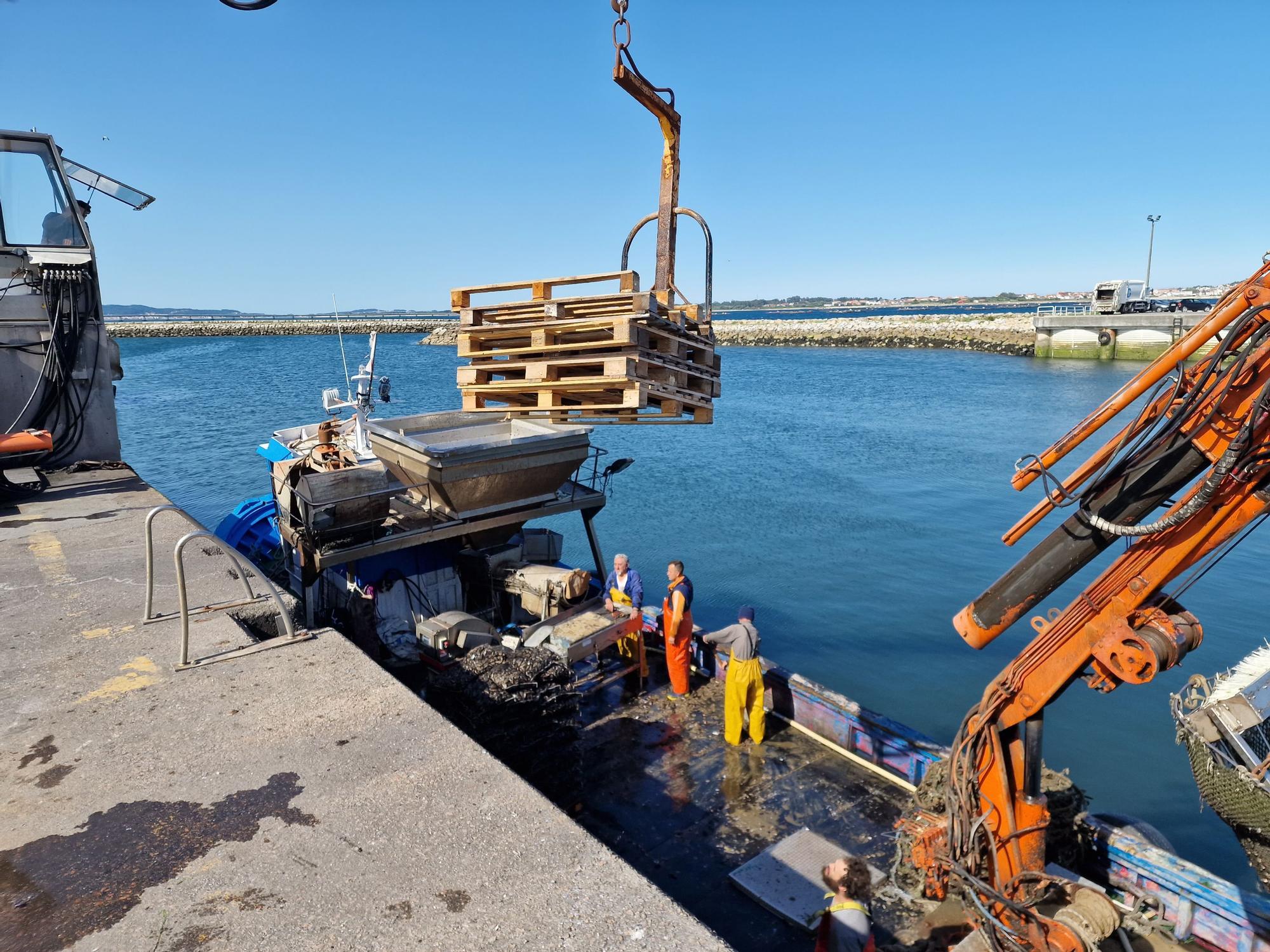 Descargas de mejillón en Arousa.