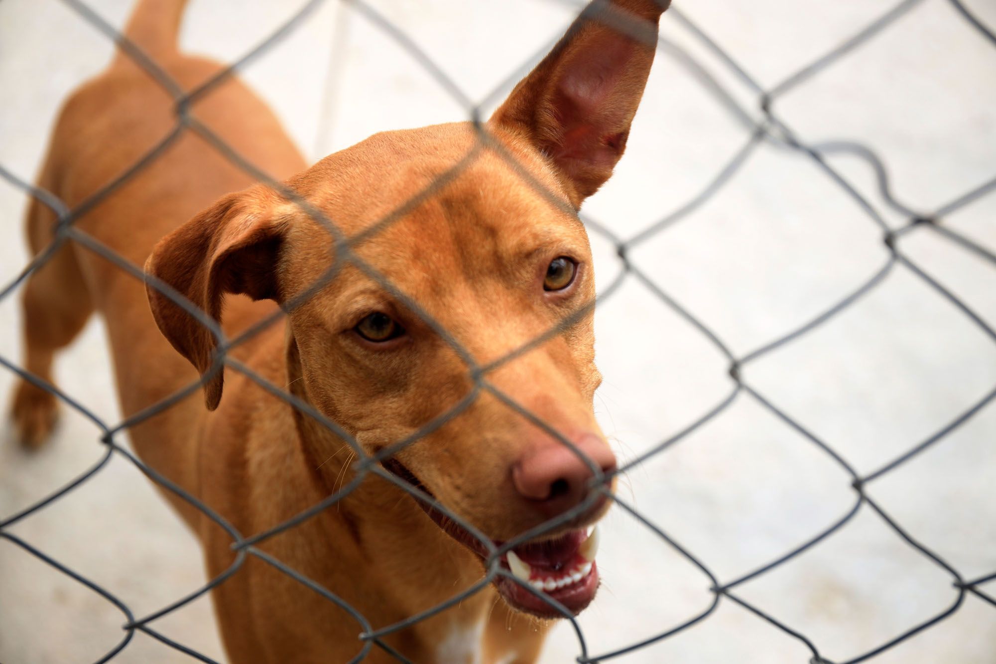 Estado de la Protectora de Animales de Málaga en julio de 2022