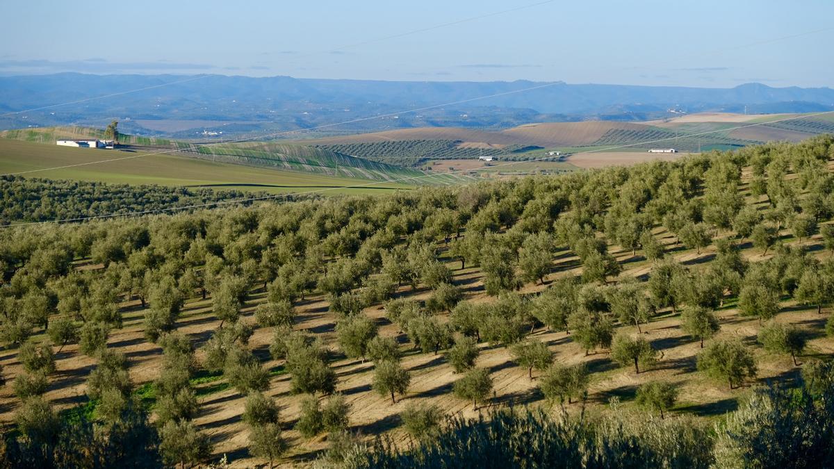 Un camp d'oliveres en una fotografia d'arxiu.