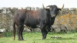 El espectacular toro de 740 kilos que pondrá la guinda a las fiestas patronales de la Vall