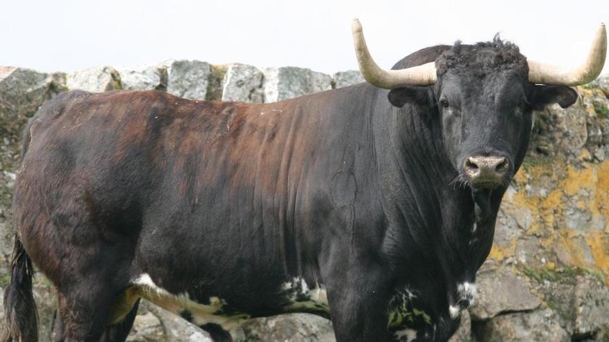 El gigantesco toro de 740 kilos del que todo el mundo habla