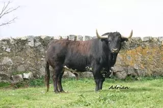 El gigantesco toro de 740 kilos del que todo el mundo habla
