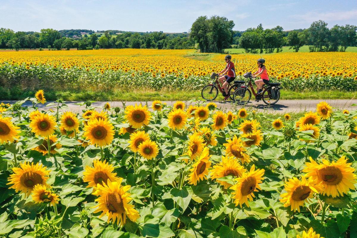 Ruta entre girasoles
