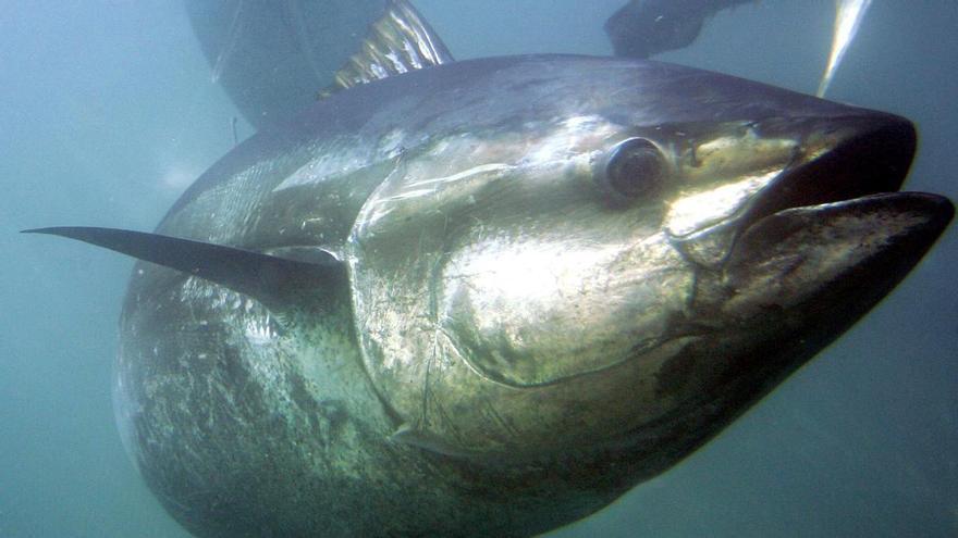 Wie kommt der Thunfisch in die Dose? Expertinnen spielen auf Mallorca &quot;Sendung mit der Maus&quot;