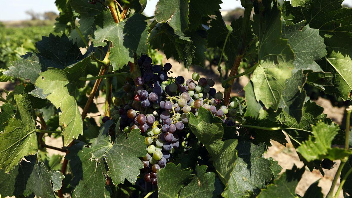 Viñas intactas de la DO de Borja en el entorno del incendio del Moncayo.