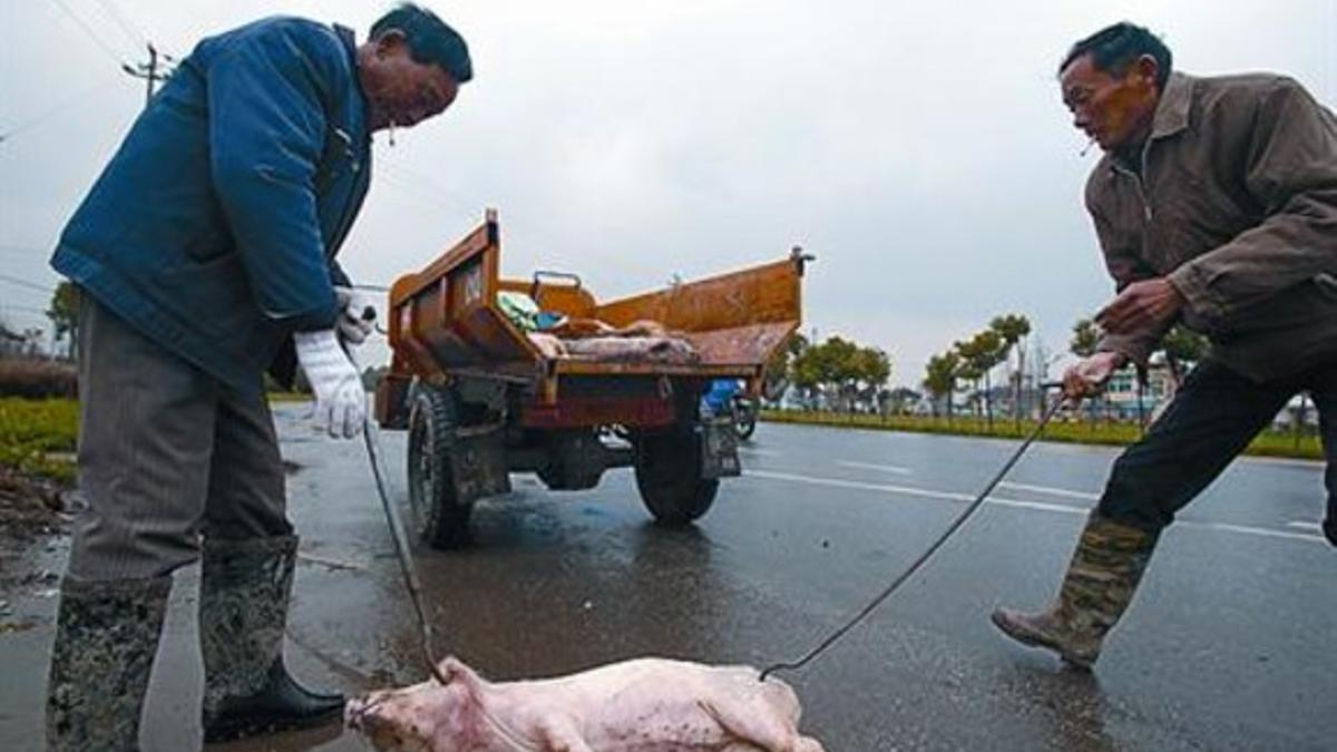 Vecinos de Jiaxing amontonan cadáveres de cerdos para trasladarlos.