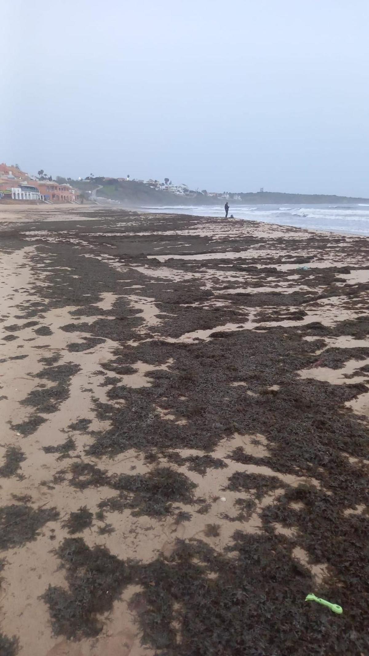 La playa de Getares de Algeciras (Cádiz) afectada por 'el alga invasora' con cantidades &quot;considerables&quot;.