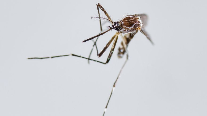 Un brote de chikunguña en el sureste de China deja ya más de 2.500 casos