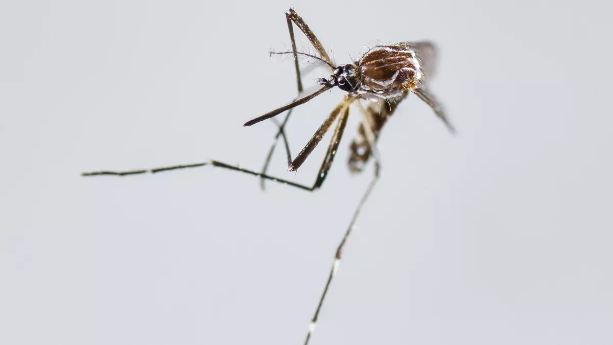 Un brote de chikunguña en el sureste de China deja ya más de 2.500 casos