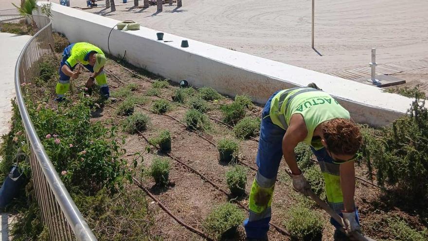 Benidorm se prepara para el verano: refuerza el mantenimiento urbano con nuevas plantaciones y aplica tratamientos contra los insectos