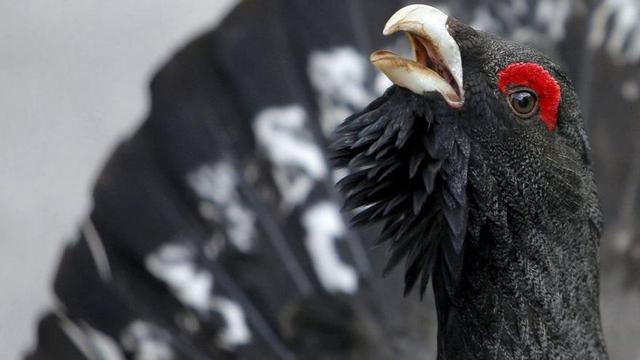 Un urogallo cantábrico, fotografiado en Caso en mayo.