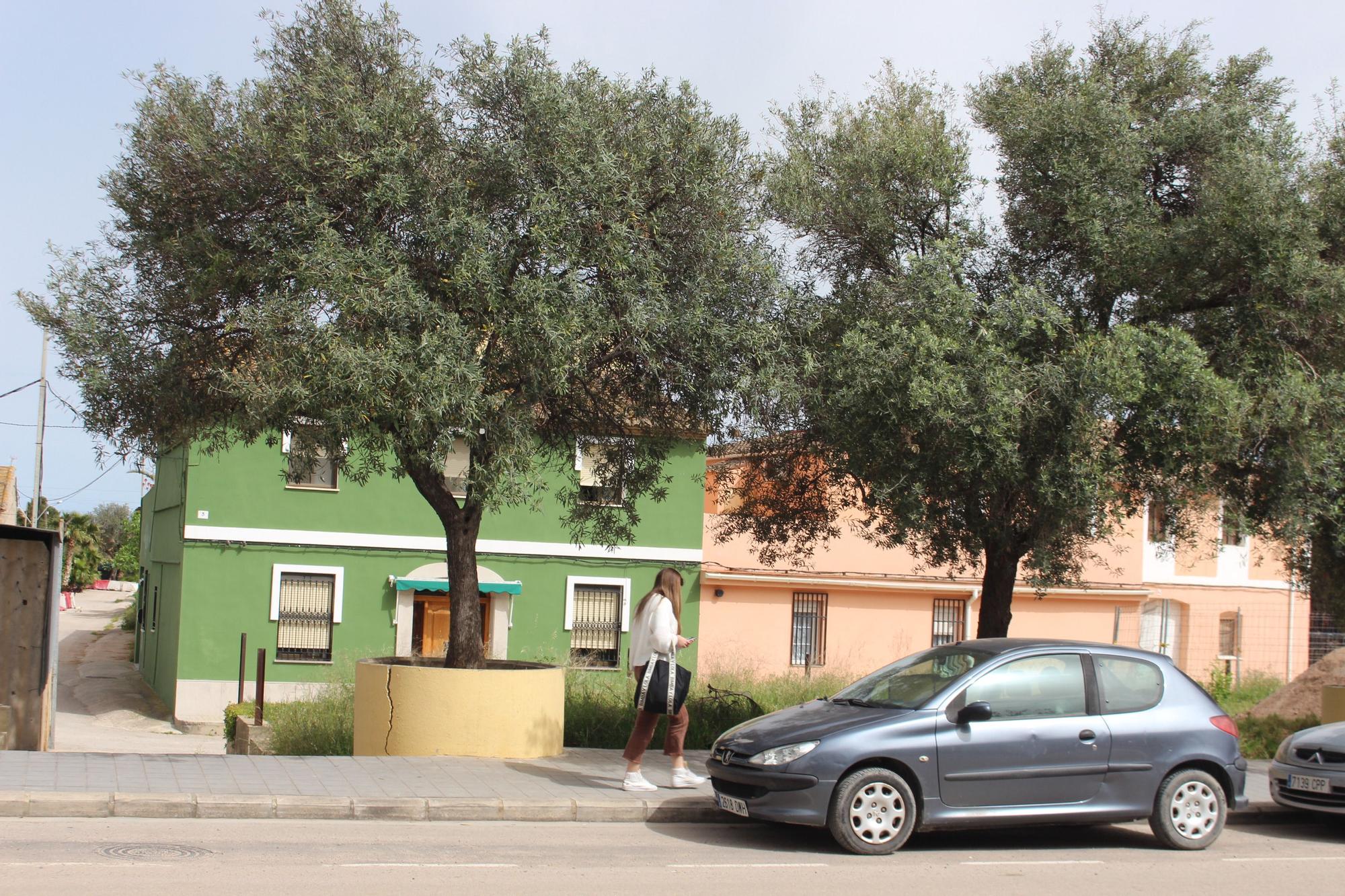 Los desbordados olivos de Castellar-Oliveral