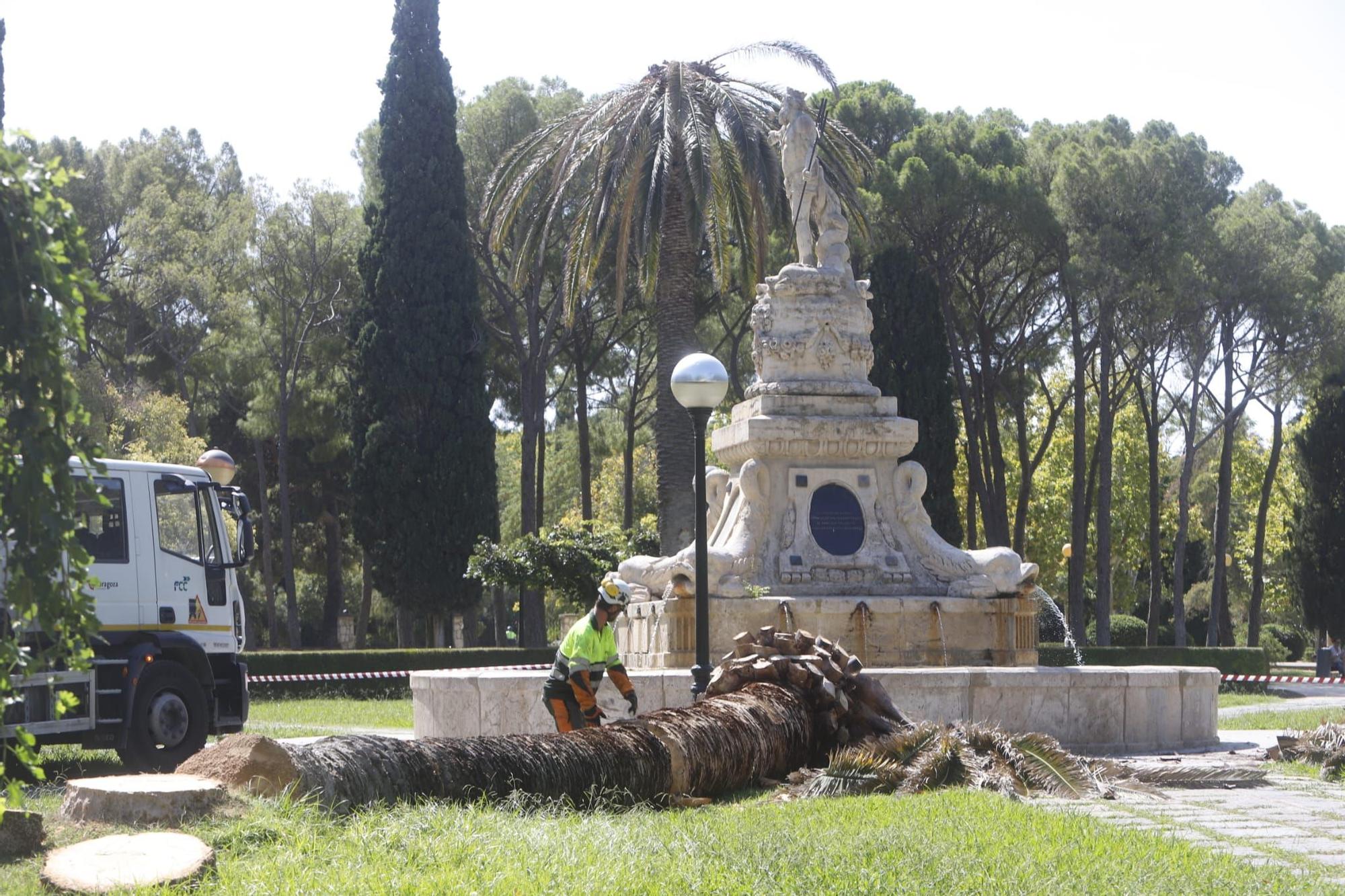 Adiós a 5 palmeras en el Parque Labordeta de Zaragoza