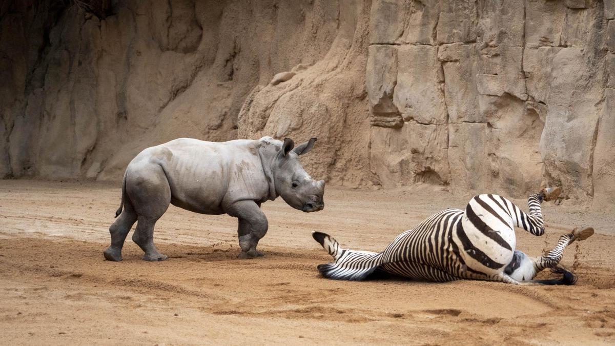 La cría de rinoceronte Kairu y una cebra en la sabana de Bioparc Valencia.